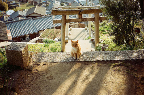 猫の地 by zyu10 on Flickr.