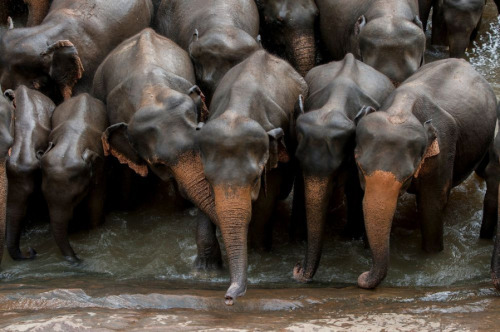 Elephants - Sri Lanka