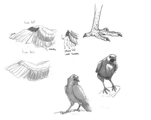 Daily doodle!You’re going to see vultures and crows for the next little bit so you might as well get