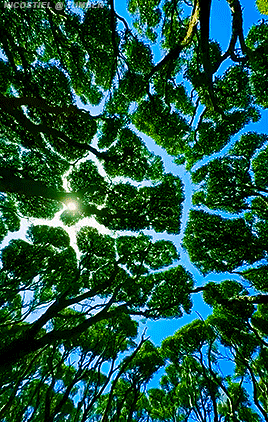 Rata Forest In New Zealand
