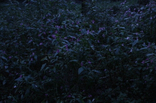 90377:Impatiens glandulifera - they were literally everywhere and so beautiful