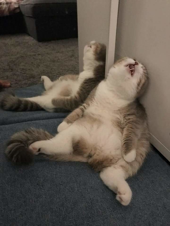 Cats Center