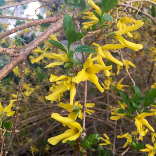 nationofawol: I’ve been documenting all the flowers around my house this year, and the yellow 