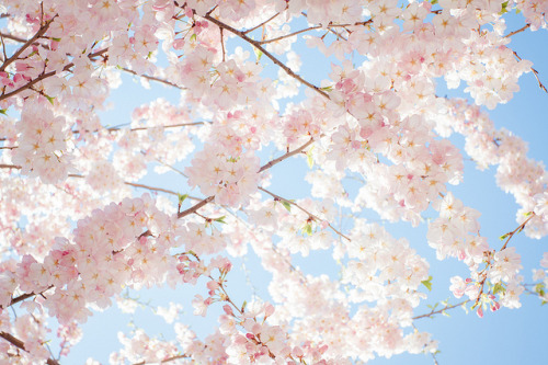 kyotopia:start to bloom by Che.Pei.En on Flickr.
