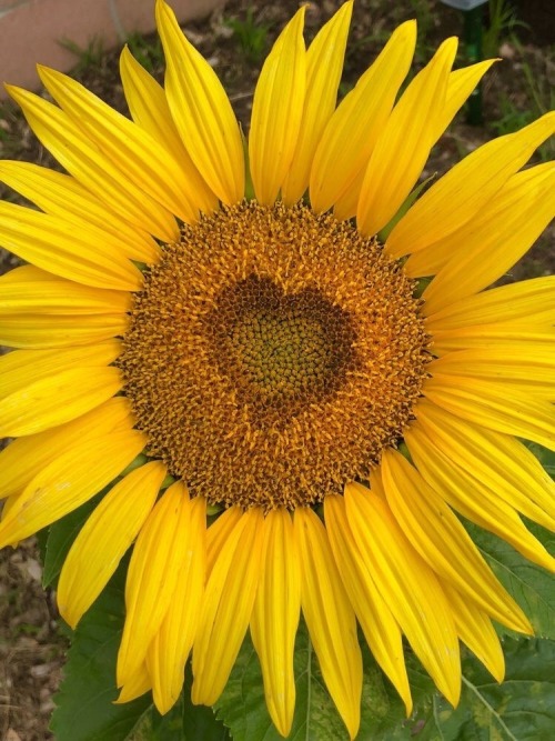 januaryhoney:while i am writing a poem to celebrate summer, the meadowlark begins to sing, mary oliv