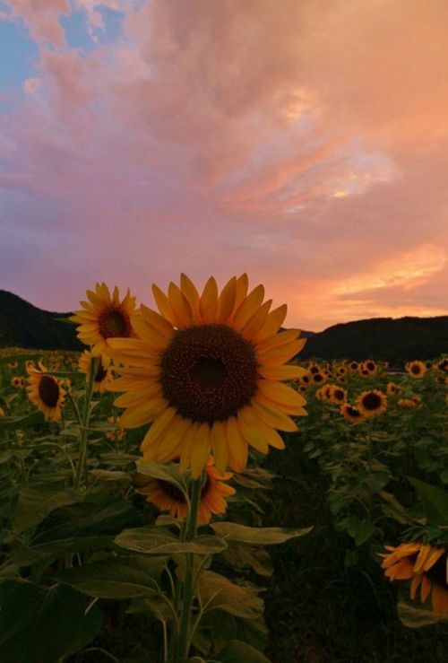 sunflowers on Tumblr