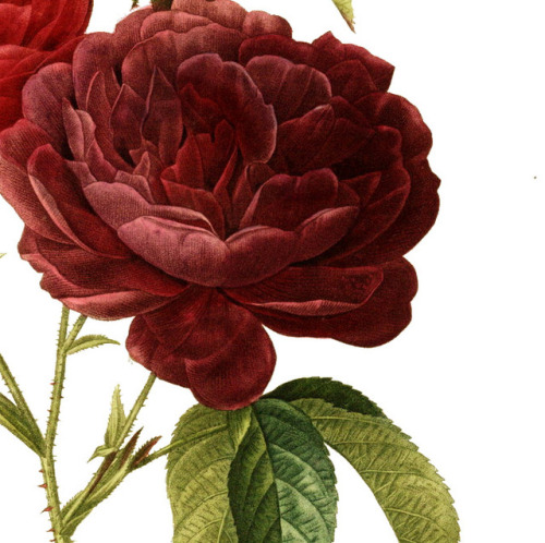 inividia:Les Roses - Rosa gallica purpuro-violacea magna, (detail) 1824. Pierre-Joseph Redouté