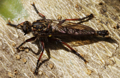 A robber fly - Neoitamus melanopogon maybe. They are large, fast, bristly flies that prey on other f
