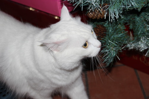 ilary90: My cat posing for me under the Christmas tree.