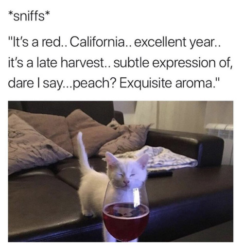 memewhore: