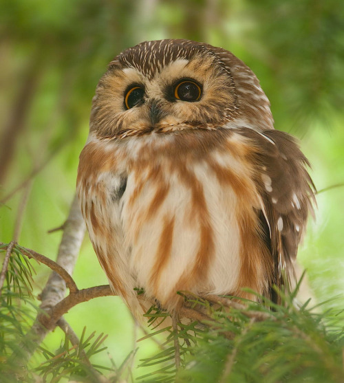 Sex cuteanimalspics:  This species of owls from pictures