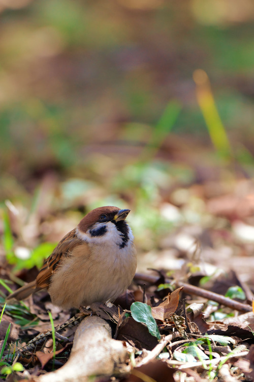days-photo-diary:寒いのは仕方ないよね、冬が来るんだもの…。 #雀 #鳥 #動物 #自然 #写真 #東京 #寒気 人気ブログランキングへ