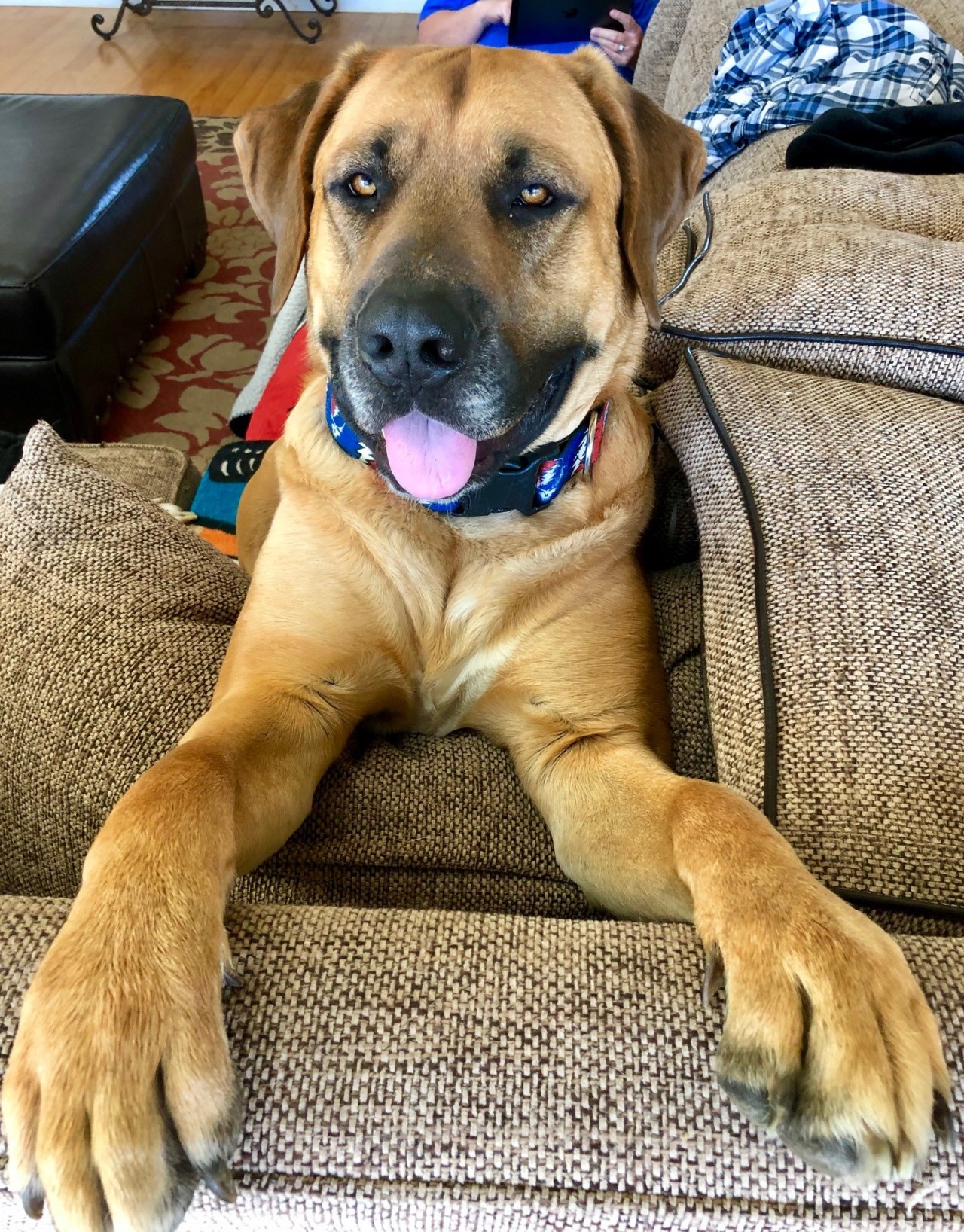 Cash, my Mastador. I can't recommend the breed  Brains and temperment, but 120 lbs!!