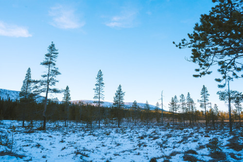 windandpines:➳ From a wintery walk in Fulufjället National Park. There is nothing better than e