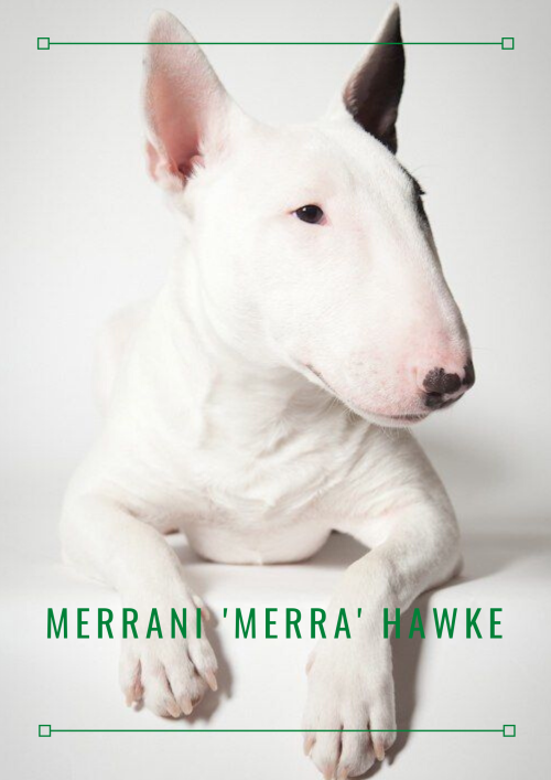 briarfox13: Merrani ‘Merra’ Hawke Aesthetic Posters 