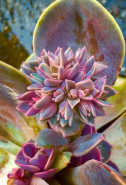 shelovesplants:Growing and ready to flower 🙏🏻💕🌵