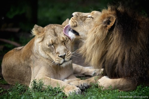 brookshawphotography:“Me and my girl…”A few lovely moments with the Asiatic Lions at Che