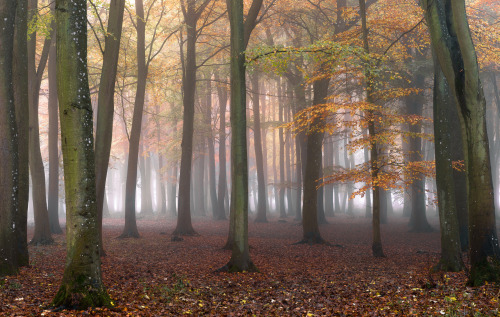 Misty Woodland by Damien Davis