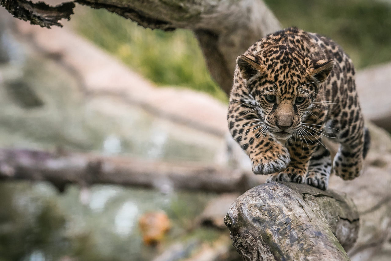 sdzoo:   	Jaguar cub - “Valerio” by Bob Worthington    	Doing his best to keep
