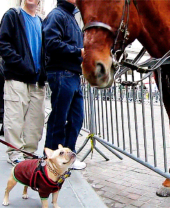 doctaaaaaaaaaaaaaaaaaaaaaaa:  Adorable Dog (Frenchie!) Plays with NYPD Police Horse