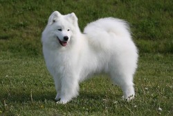 ask-genie:herloveisneverwrong:homo-sex-shoe-whale:Fun fact: Samoyeds were bred largely as sled dogs, but they were also used as warming dogs, meaning they would lay on their owners to keep them warm in harsh cold climates. This means that if you hug a