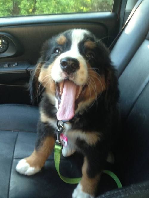 thecutestofthecute:  Dogs and cars! 