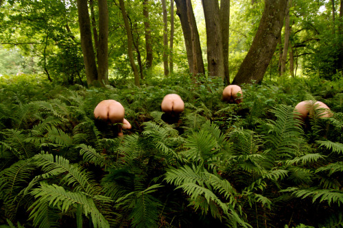 redrimmerthepirate:  Buns Among The Ferns
