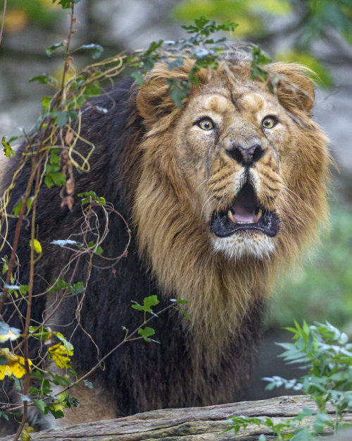 magicalnaturetour:Roaring Asiatic lion (by Tambako the Jaguar)