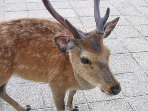 haikcutie:Miyajima deer by Danielle Olson