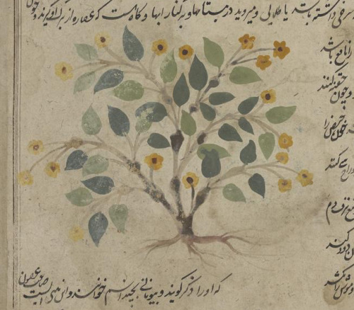 Illustrations of plants from LJS 278, Kitāb-i ḥashāʼish (a translation of De Materia Medica), an 