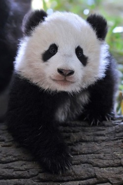 wolverxne:  Fu Bao Posing - by: (Josef Gelernter)