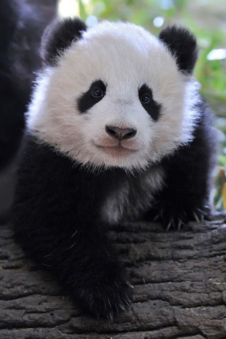 XXX wolverxne:  Fu Bao Posing - by: (Josef Gelernter) photo