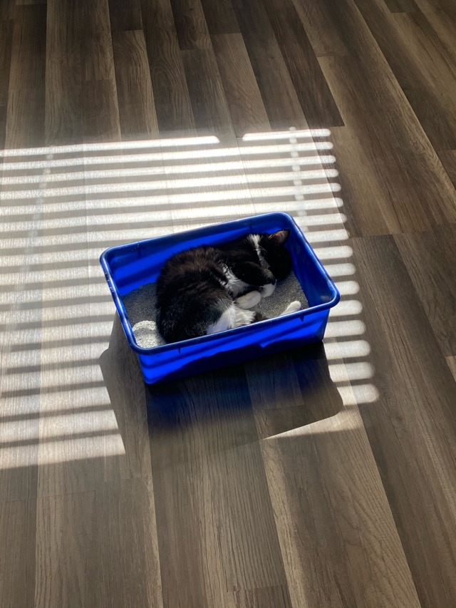 my cat is not only sleeping in her fresh litter box but went ahead &amp; moved it from its spot to be closer to the sun&hellip;.