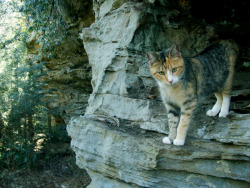 forestferncreations:  psilocymian:  frolicingintheforest:  Maggie is an adventurer.  Maggie is the best woods cat I’ve ever had. She followed us for five miles in the wilderness. She stayed right with us the whole time. She had never been in the depths