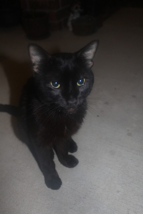 catsbeaversandducks:  Please help Zero. Reblog!goodmorningmonroe:  goodmorningmonroe:  URGENT! Gofundme  Saving Zero, this very caring and over affectionate cat was droped at walmart we witnesed it, he was in bad condition. His condition and the way he