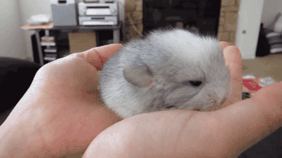 gifsboom: Video: Adorable 1-Day Old Chinchilla!!