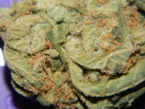 buddhagrass:afghan kush closeup