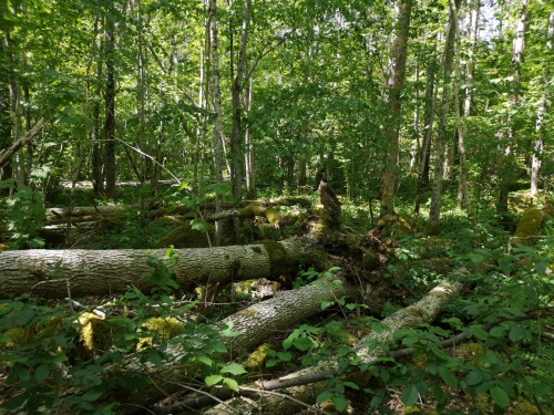 Garphyttan national park, Närke, Sweden. When on a trek, I often take a lot of pictures wi