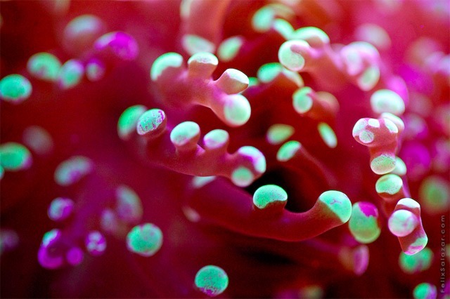 aestheticgoddess:  Coral by Felix Salazar 