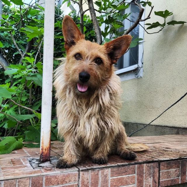 The muddy dog #dog #kutya #likehunter #photo #nofilter  (at Budapest, Hungary) https://www.instagram.com/p/Cdmy_xmNO34/?igshid=NGJjMDIxMWI= #dog#kutya#likehunter#photo#nofilter
