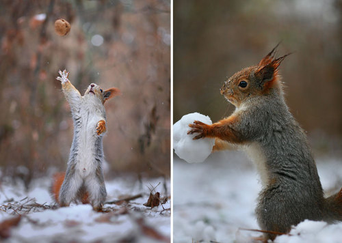 catsbeaversandducks:Russian Photographer Captures The Cutest Squirrel Photo Session EverPhotos by ©Vadim Trunov - Via Bored Panda