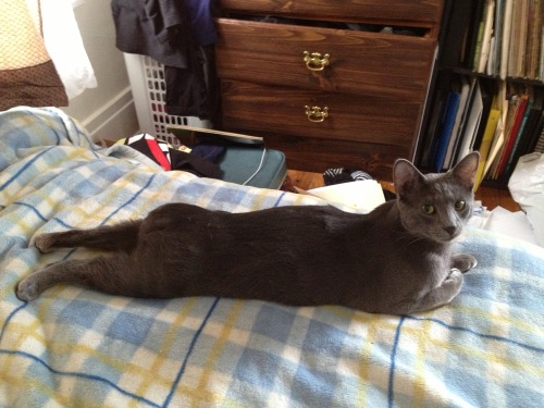 catbuttcat:derpycats:I like cat butts and I cannot lieI like them too!Stumpy!