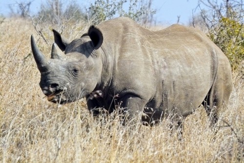 wapiti3:Black Rhinoceros (Diceros bicornis)Arno Meintjes photos