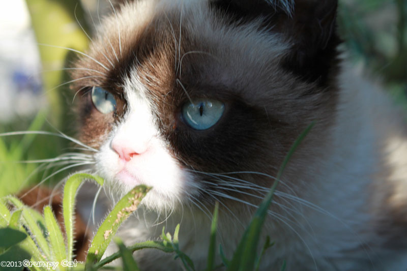 The Daily Grump | March 19, 2013