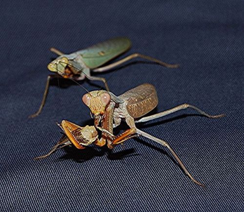 cool-critters: African mantis (Sphodromantis lineola) The african mantis is a species of praying man
