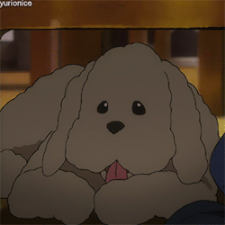 Leorioism:  Starlight8079:This Is A Makkachin Appreciation Post. He Hardly Gets Any