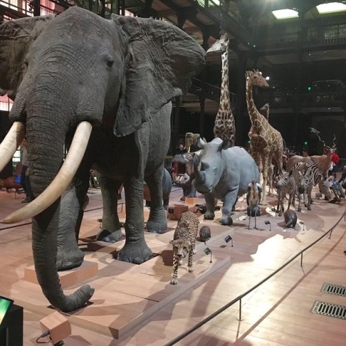 Strolling amongst the parade of animals at the Muséum National d’Histoire Naturelle is a state of a