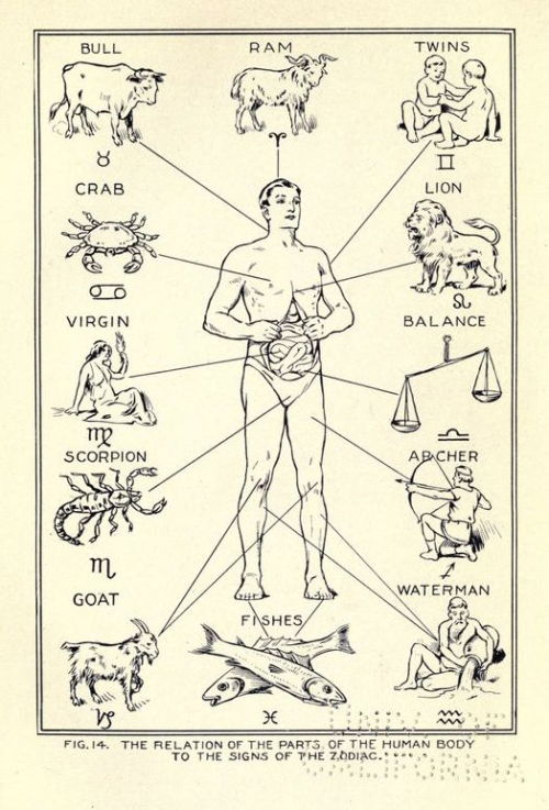 nemfrog:Fig. 14. “The relation of the parts of the human body to the signs of the Zodiac.” The physi