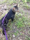 fbwzoo:fbwzoo:Imagine thinking you should toss your cat outside to get hit by a car or eaten by a coyote because there’s justNoPossibleWayToGiveThem EnrichmentInside.Imagine if there was only a way to increase space for your cat inside.There’s