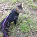 fbwzoo:fbwzoo:Imagine thinking you should toss your cat outside to get hit by a car or eaten by a coyote because there’s justNoPossibleWayToGiveThem EnrichmentInside.Imagine if there was only a way to increase space for your cat inside.There’s